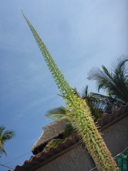 Agave colimana