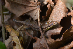 Caspian Sea Rock Lizard photo 3