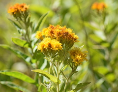 Pentanema germanicum