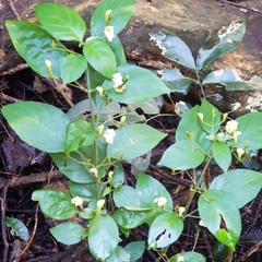 Justicia campylostemon