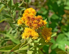 Pentanema germanicum