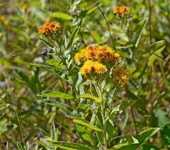 Pentanema germanicum