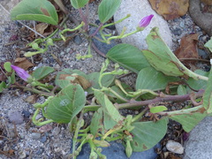 Ipomoea pes-caprae