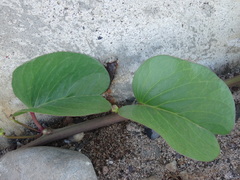 Ipomoea pes-caprae