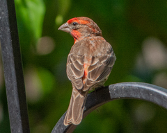 Haemorhous mexicanus