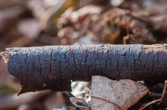 Dialonectria episphaeria