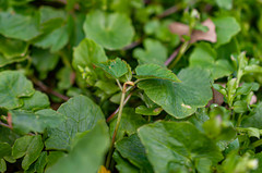 Puccinia aegopodii