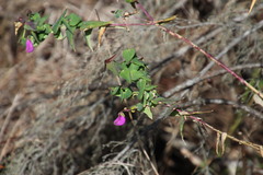 Polygala fruticosa