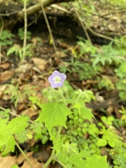 Hydrophyllum appendiculatum