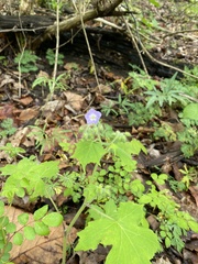Hydrophyllum appendiculatum