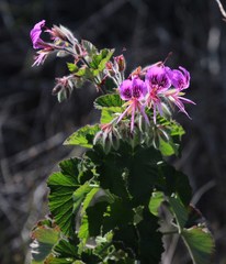 Pelargonium cordifolium