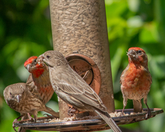 Haemorhous mexicanus