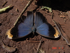 Caligo beltrao