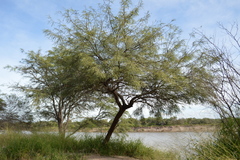 Prosopis alba