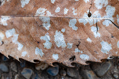 Ramularia endophylla