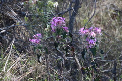 Pelargonium cordifolium