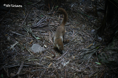 Nasua narica yucatanica