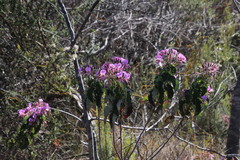 Pelargonium cordifolium