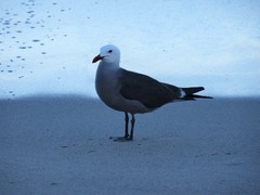 Larus heermanni
