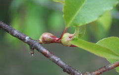 Contarinia cerasiserotinae