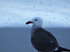 Larus heermanni