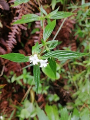 Edrastima uniflora