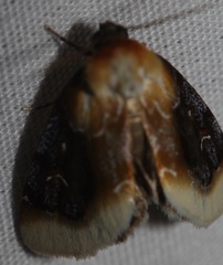 Chrysoecia scira