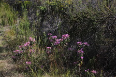 Pelargonium cordifolium