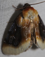 Chrysoecia scira