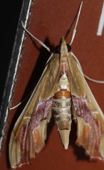 Agathodes monstralis