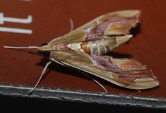 Agathodes monstralis