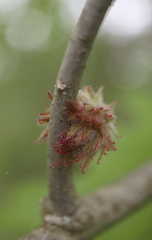 Dryocosmus floridensis