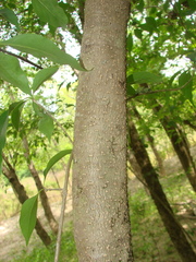 Forestiera acuminata