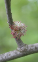 Dryocosmus floridensis