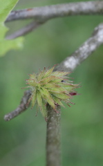 Dryocosmus floridensis