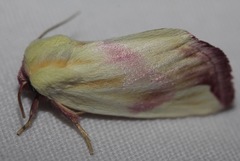 Thurberiphaga diffusa