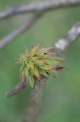 Dryocosmus floridensis