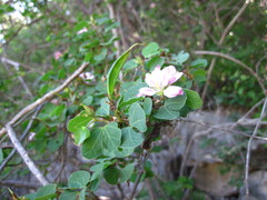 Bauhinia lunarioides