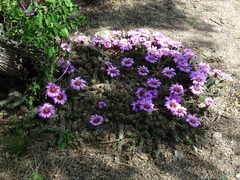 Echinocereus berlandieri