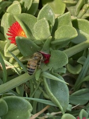 Apis mellifera