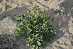 Crambe maritima