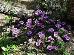 Echinocereus berlandieri
