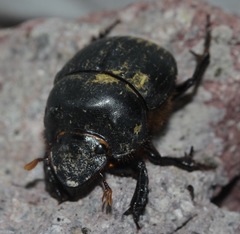 Dichotomius colonicus
