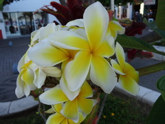 Plumeria rubra