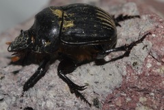 Dichotomius colonicus