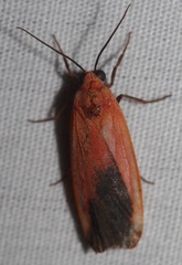 Ptychoglene coccinea