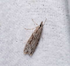 Scoparia ochrophara