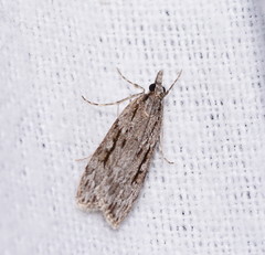 Scoparia ochrophara