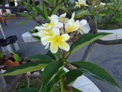 Plumeria rubra