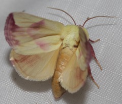 Thurberiphaga diffusa